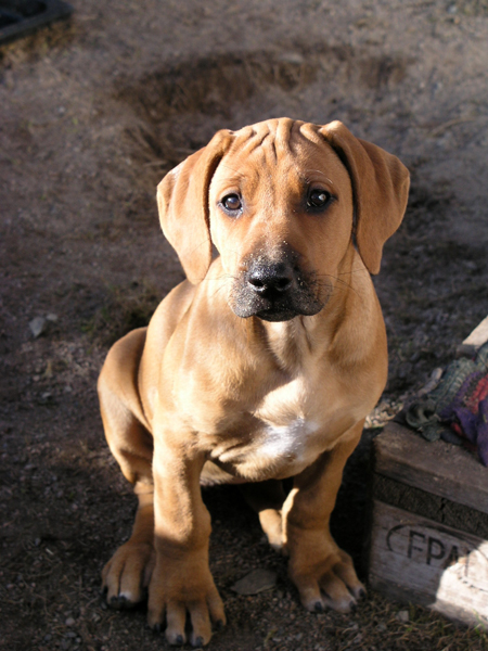 Hunting Pride Rhodesian Ridgebacks