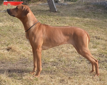 BB er godkjent besøkshund, og verdens lykkeligste og gladeste ridgeback!