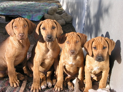 rhodesian ridgeback, valper, valpekull, ridgebackvalper, ridgebackkull, hunting pride, isimo, anansi, aziza, aisha, donjuan, dume, dodori, dhamira, 