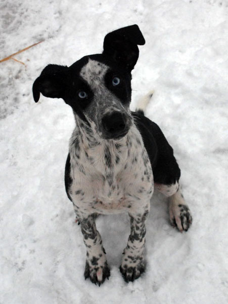 High Pace Eurodog/Scandinavian hound/Alaska Husky mix sled dogs