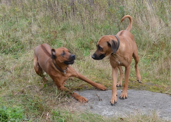 Enzi and Dhamira