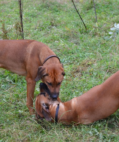 The two Etoshaboys Enzi and Ekundu