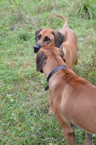 Dhamira and Ekundu
