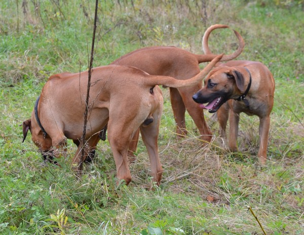 Donjuan, Enzi and Ekundu