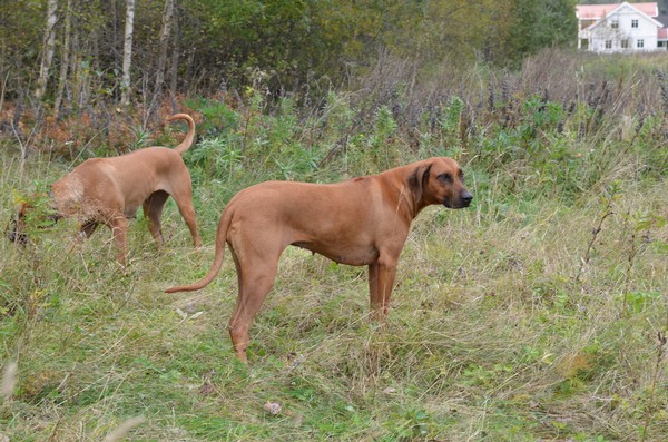 Dhamira and Bintiye